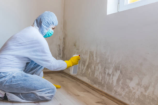 Mold Documentation for Insurance Claims in Arlington, MN